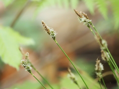 Carex umbrosa