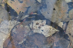 Planorbula armigera