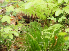 Carex umbrosa