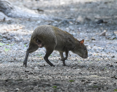 Central American Agouti, Timucuy, YUC, MX, photo 8 of 10