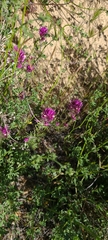 Castilleja exserta exserta