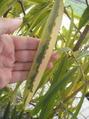 Ficus binnendykii