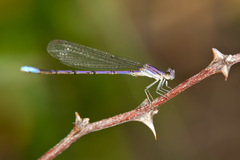 Argia hinei