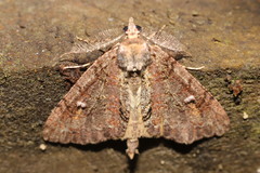 Pseudocoremia suavis