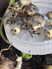 Eleutherodactylus planirostris