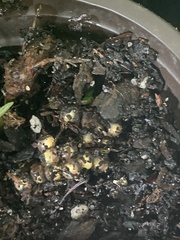 Eleutherodactylus planirostris