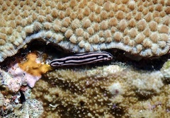 Phyllidiella rosans