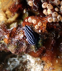 Phyllidiella rosans