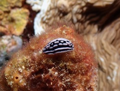 Phyllidiella rosans