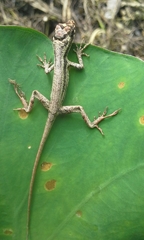 Anolis vittigerus