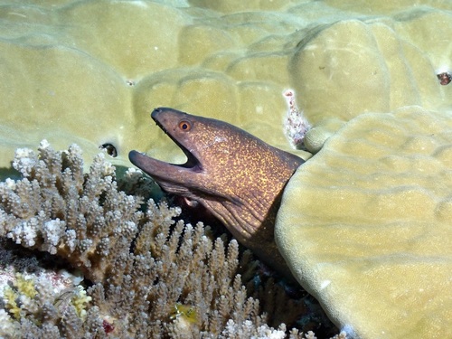 Yellowmargin Moray — seen at this dive site