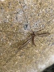 Tipula subeluta