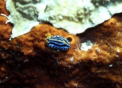 Phyllidia varicosa