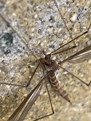 Tipula subeluta