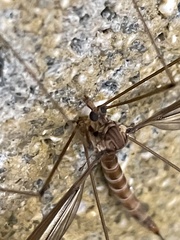Tipula subeluta