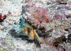 Aniculus maximus