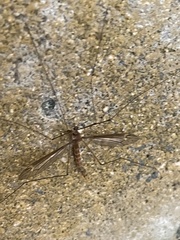 Tipula subeluta