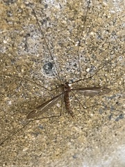 Tipula subeluta