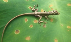 Anolis vittigerus