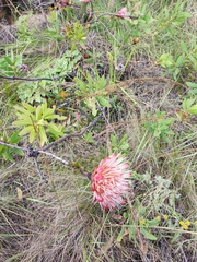 Protea caffra subsp. gazensis image