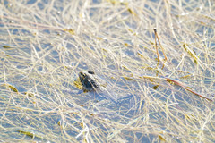 Pelophylax ridibundus