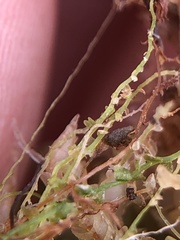 Odontoschisma fluitans