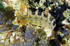 Cristiceps australis