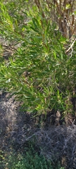 Ornithostaphylos oppositifolia