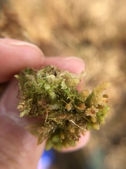 Odontoschisma fluitans