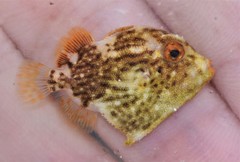 Xanthichthys ringens