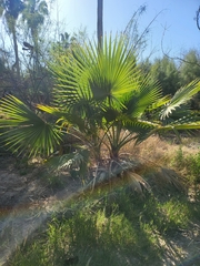 Washingtonia robusta