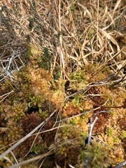 Odontoschisma fluitans