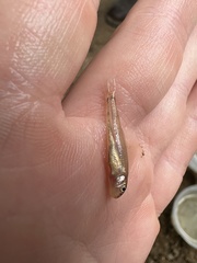 Notropis longirostris