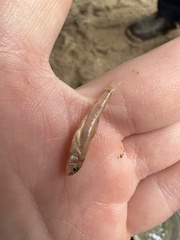 Notropis longirostris