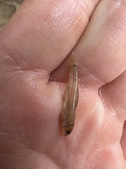 Notropis longirostris