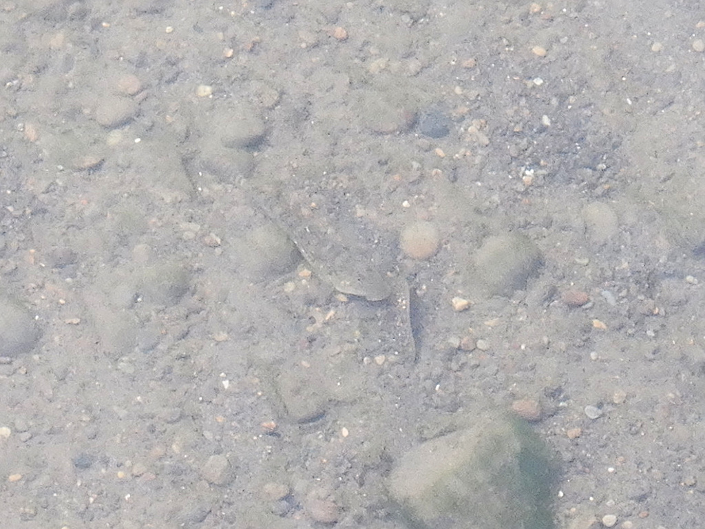 Polynesian River Goby