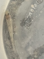 Notropis longirostris