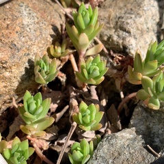 Sedum sarmentosum