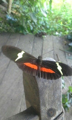 Heliconius clysonymus