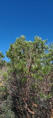 Ornithostaphylos oppositifolia
