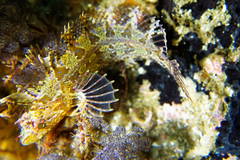 Cristiceps australis