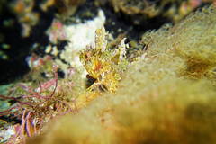 Cristiceps australis