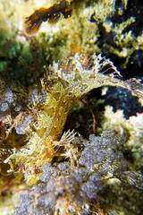 Cristiceps australis