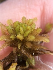 Sphagnum pulchrum