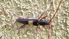 Epithora dorsalis