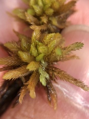 Sphagnum pulchrum