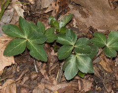 Sanicula smallii