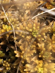 Sphagnum pulchrum