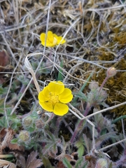 Potentilla heptaphylla