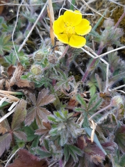 Potentilla heptaphylla